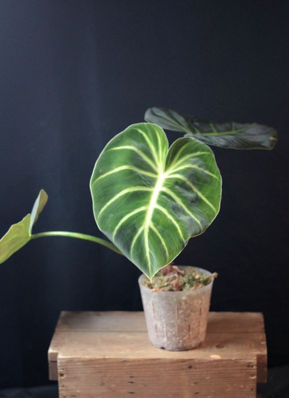 Philodendron Luxurians &quot;Radiante&quot; - A