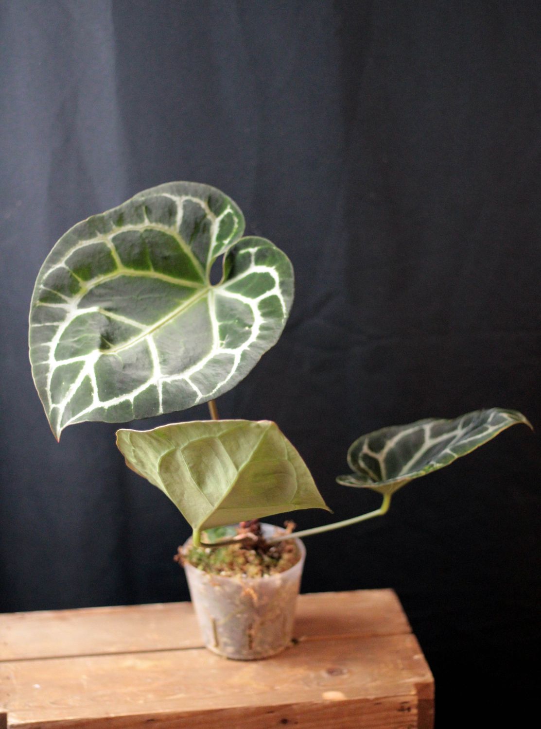 Anthurium Crystallinum &quot;Chocolate&quot; x Doc Block - A