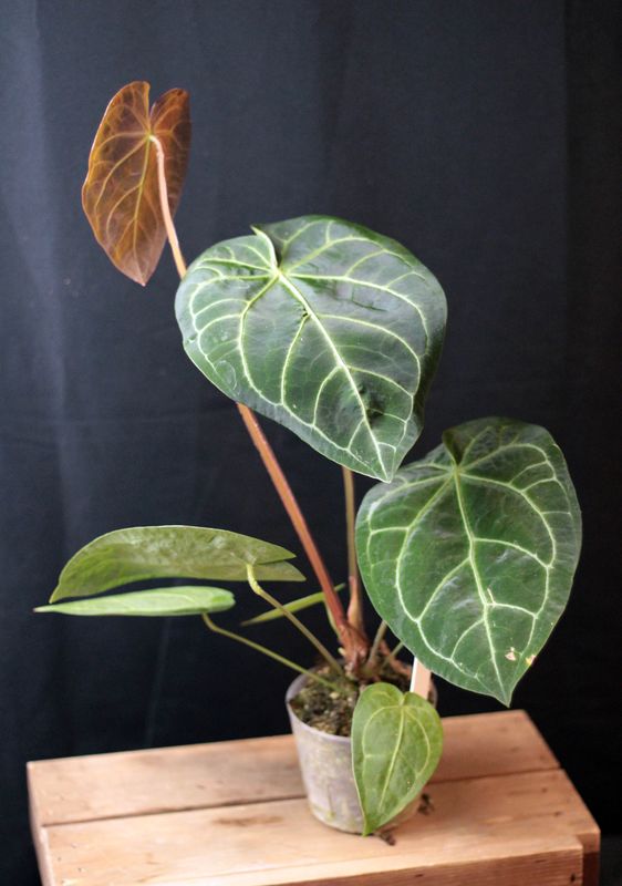 Anthurium Magnificum &quot;Pink&quot; - B