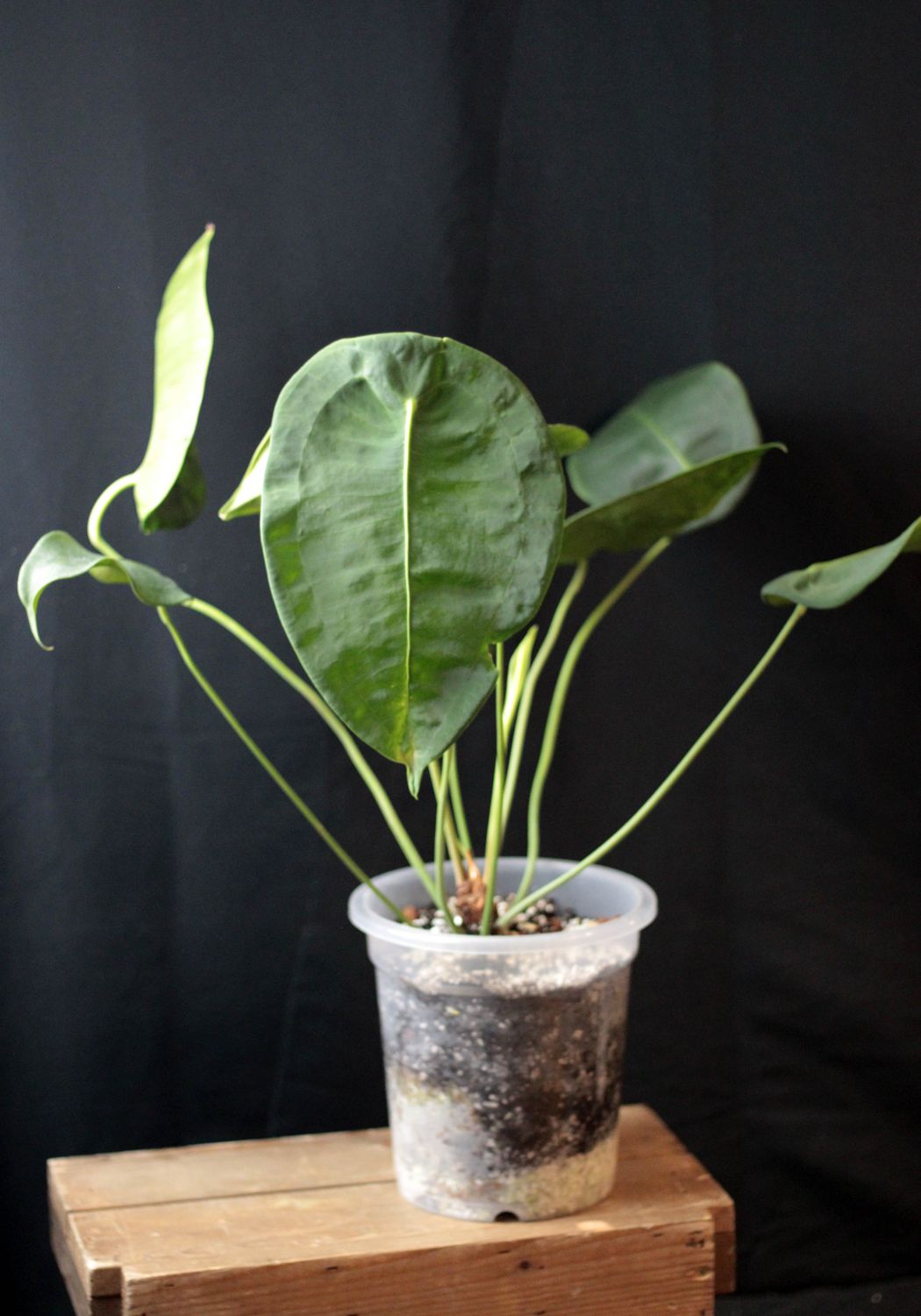 Anthurium Peltigerum - A