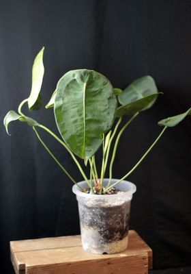 Anthurium Peltigerum - A