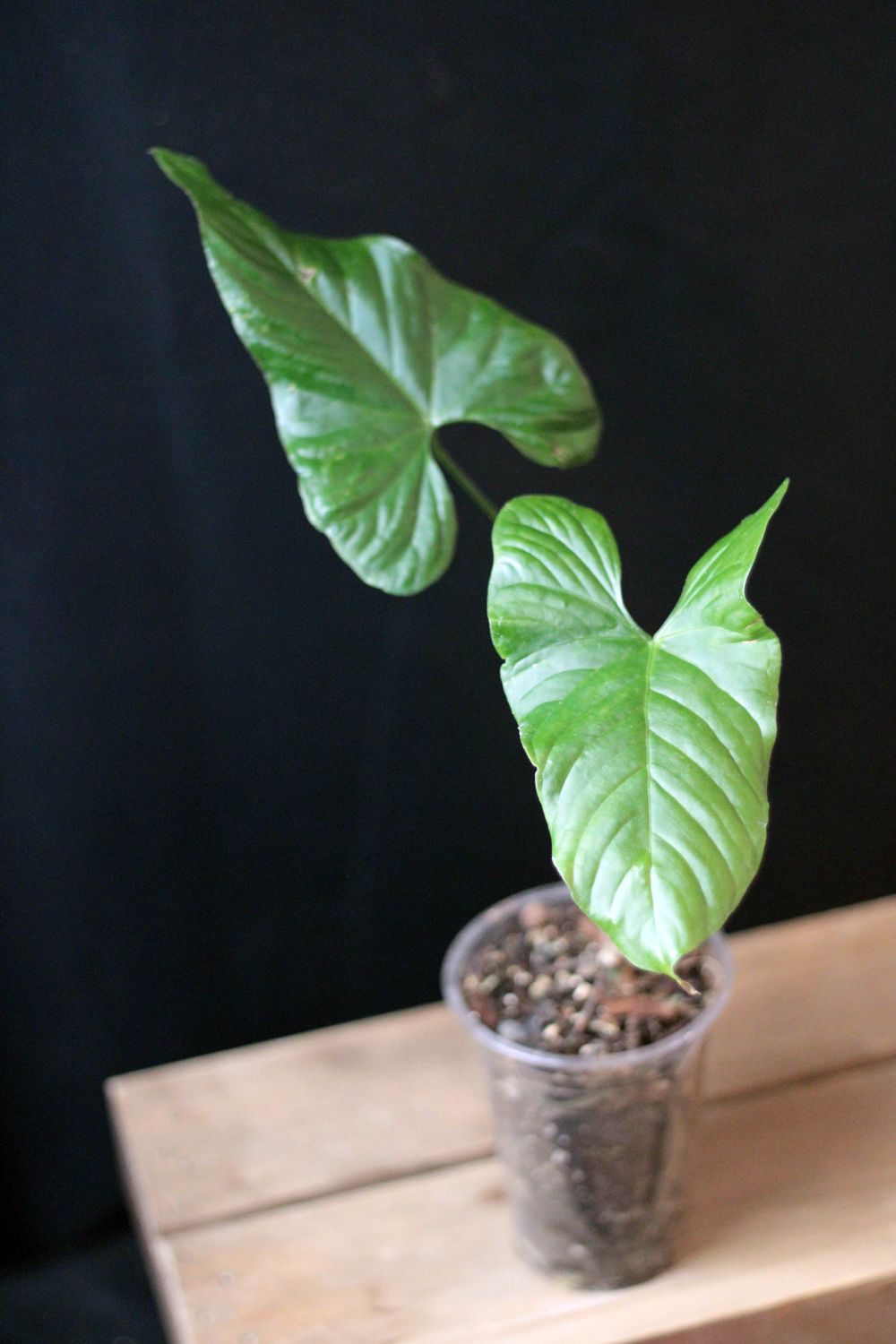 Anthurium Balaoanum - A