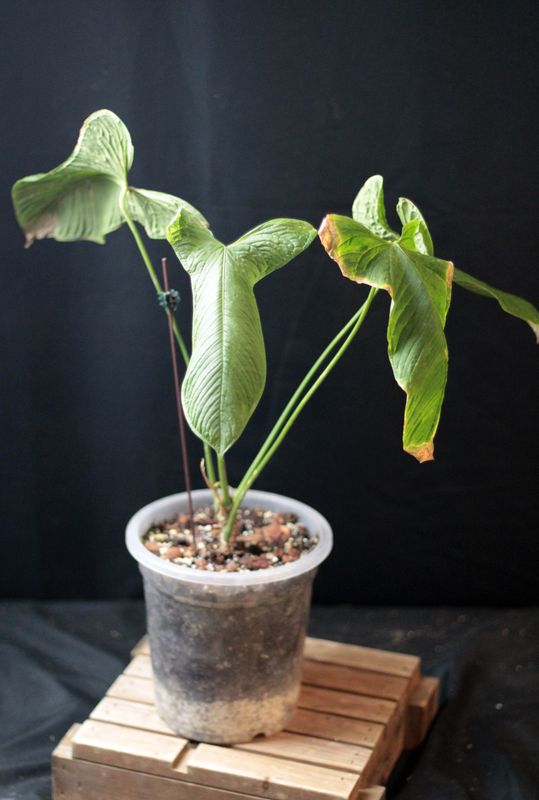 本物品質の ANTHURIUMS その他観葉植物
