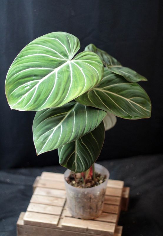 Philodendron Gloriosum &quot;Zebra&quot; - A