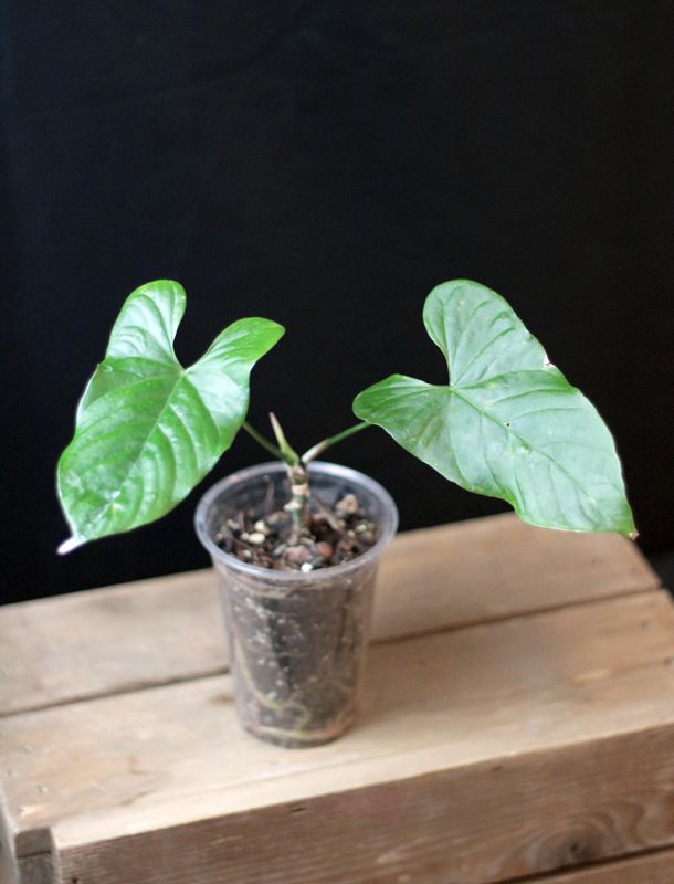 Anthurium Balaoanum - C