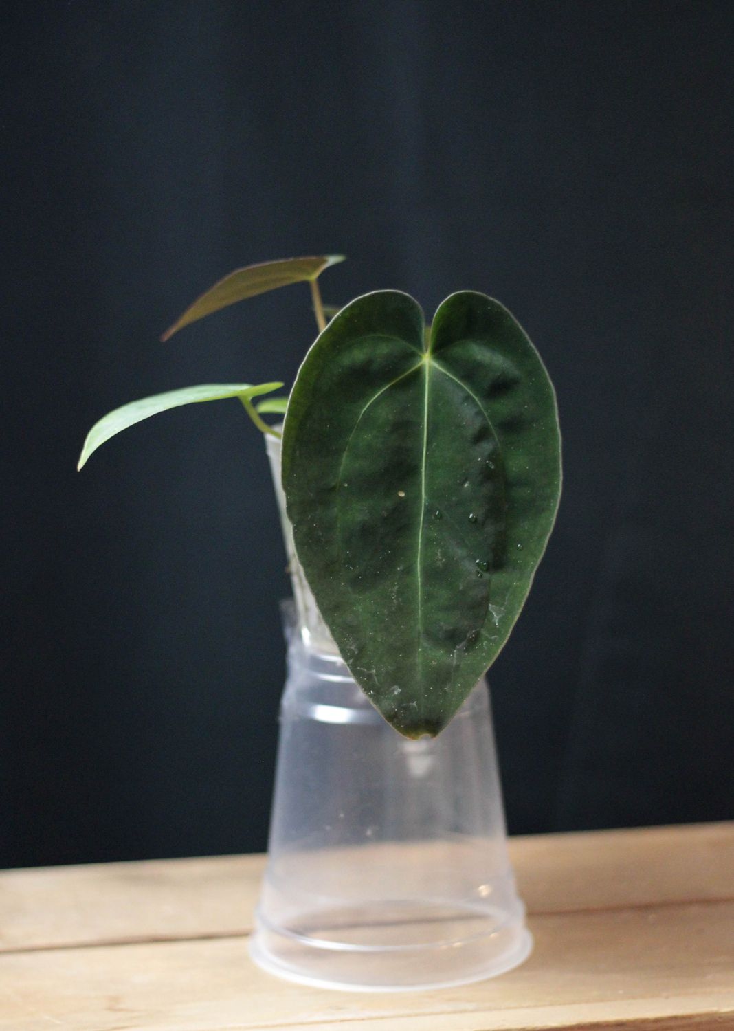 Anthurium Papillilaminum x Crystallinum Silver - A