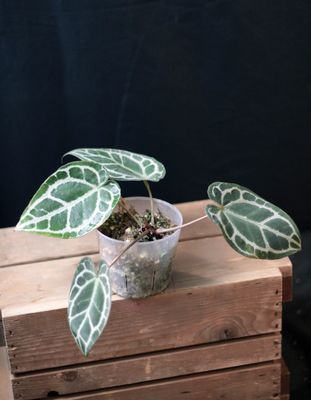 Anthurium Crystallinum &quot;Silver&quot; - A