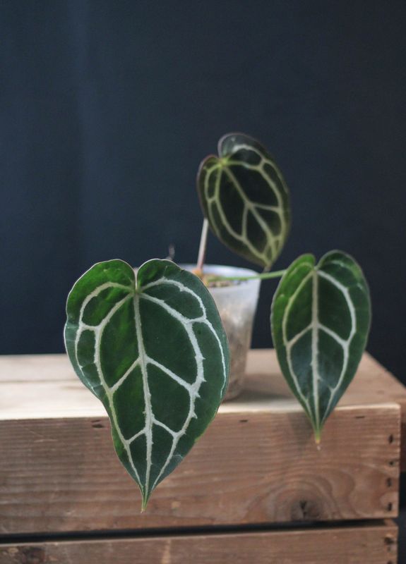 Anthurium Crystallinum &quot;Silver&quot; - B