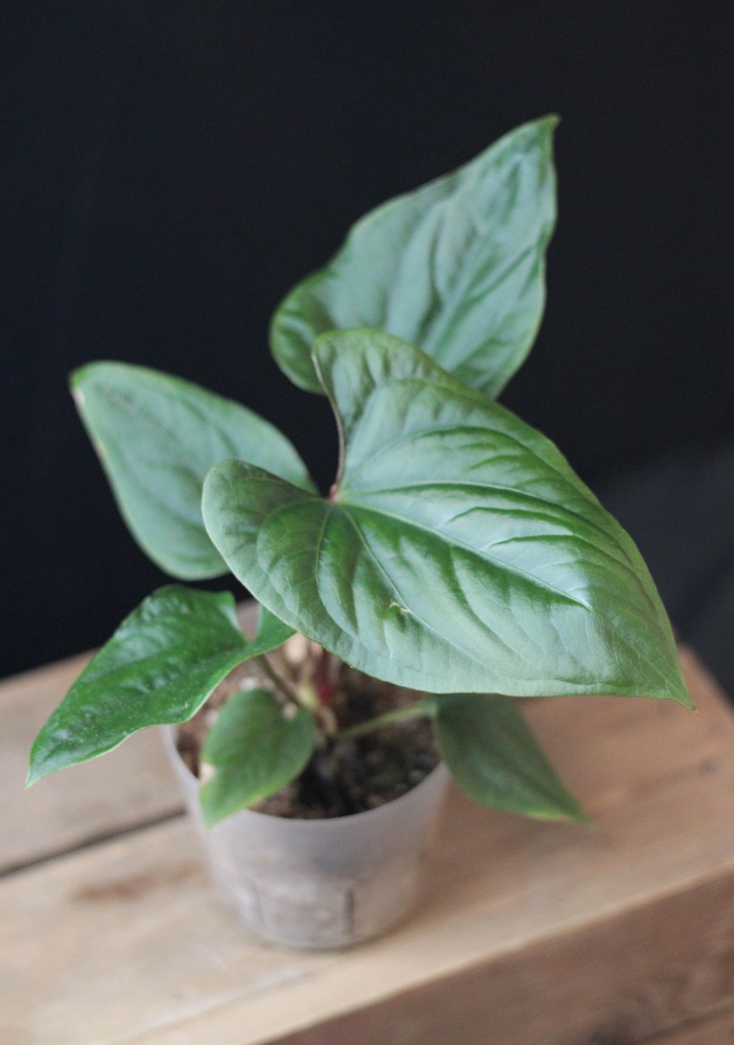 Anthurium Tiwintza &quot;Velvet&quot; - A
