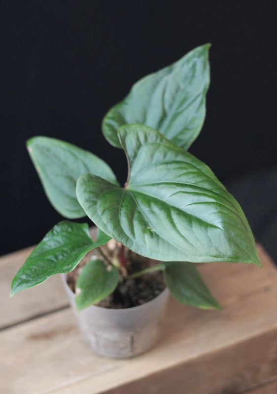 Anthurium Tiwintza &quot;Velvet&quot; - A
