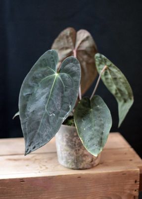Anthurium Papillilaminum - A