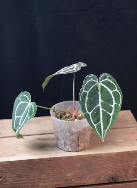Anthurium Crystallinum &quot;Silver&quot; - C