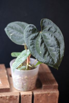 Anthurium Papillilaminum - B