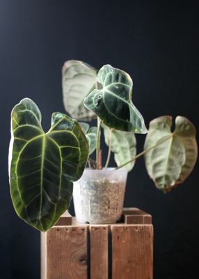 Anthurium Besseae - A