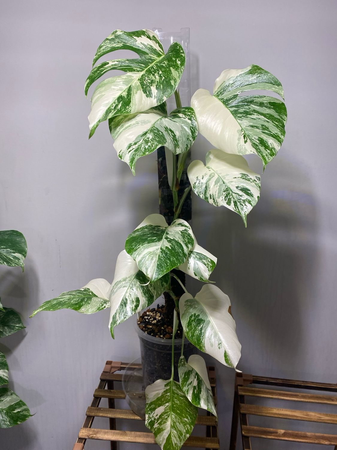 Monstera Albo - Show