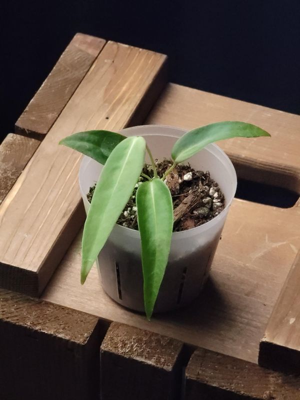 Anthurium Pallidiflorum - Small