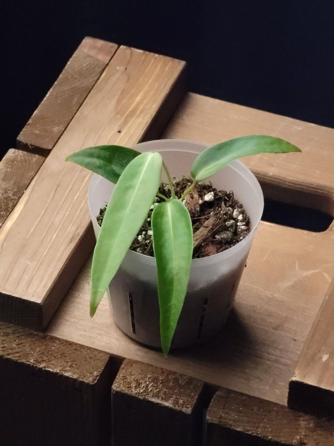 Anthurium Pallidiflorum - Small