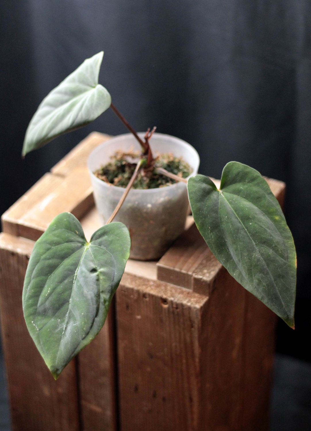 Anthurium Black Velvet Eastern Panama - A