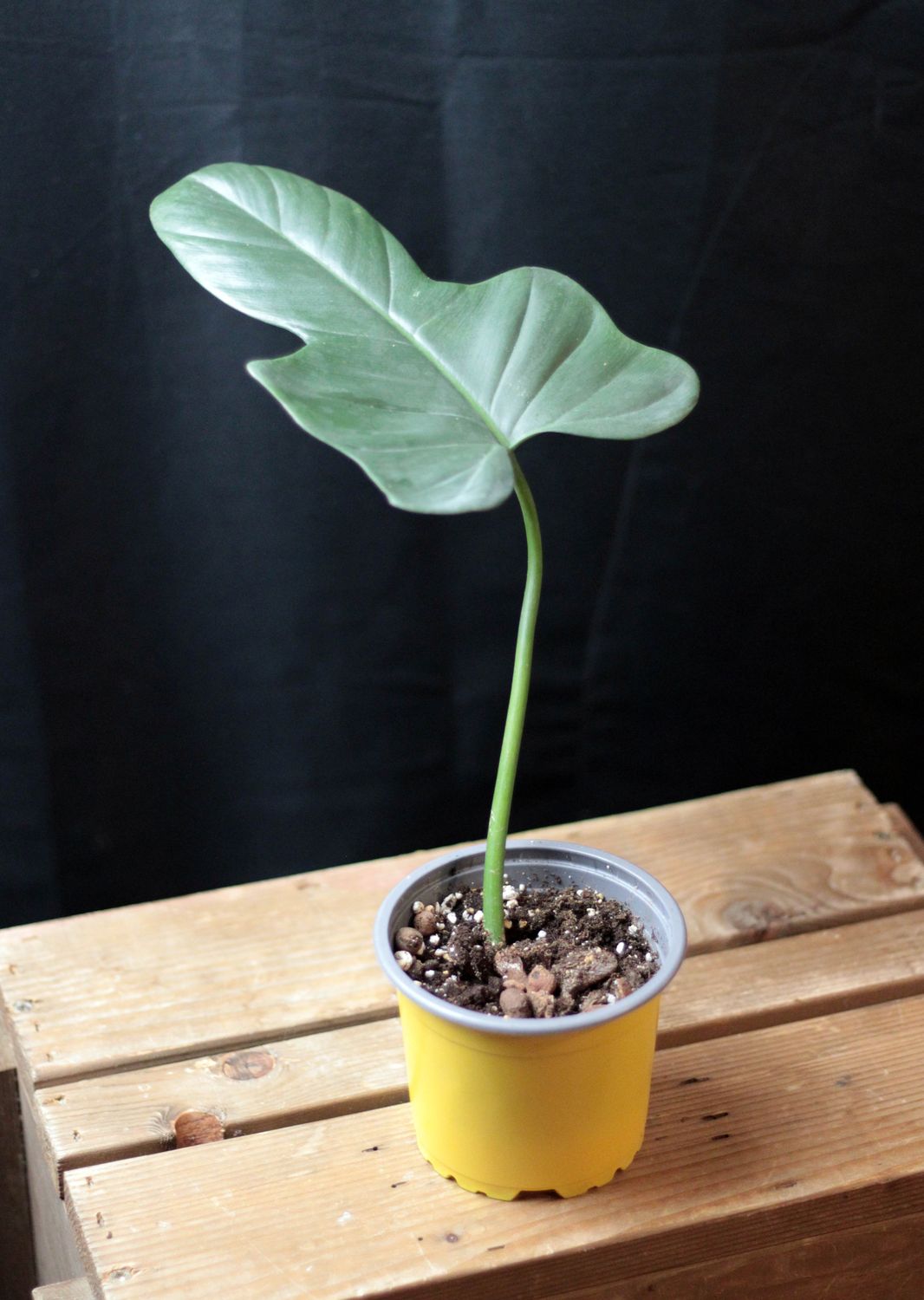 Philodendron Bipennifolium “Golden Violin”