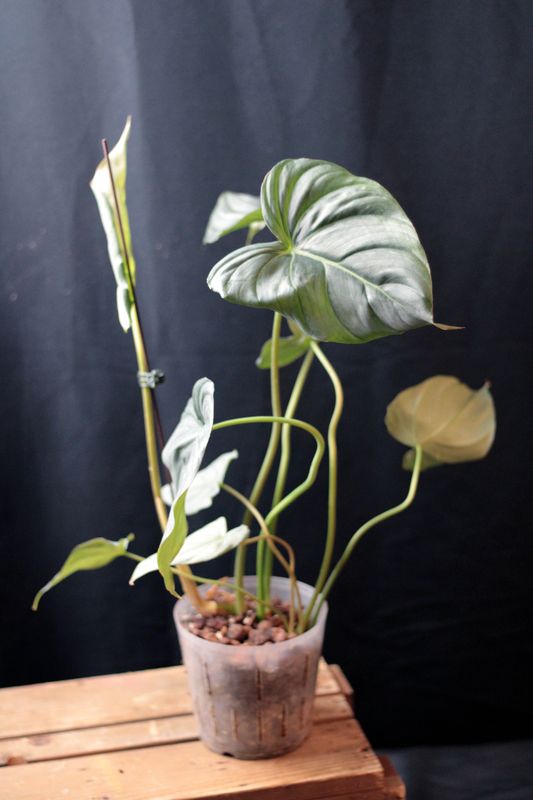 Philodendron Dean McDowell &quot;White&quot; - C