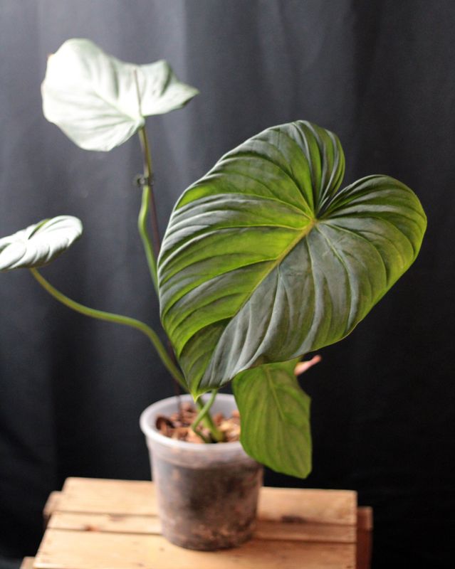 Philodendron Dean McDowell &quot;White&quot; - B