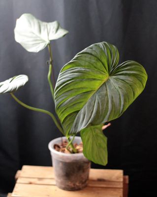 Philodendron Dean McDowell &quot;White&quot; - B