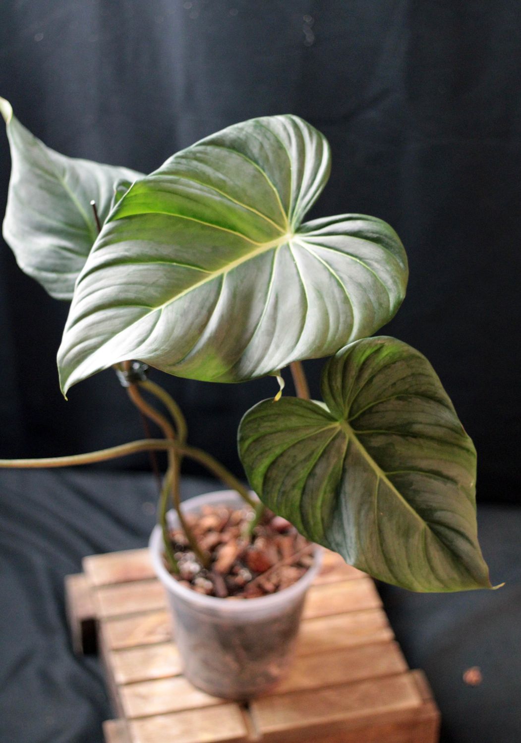 Philodendron Dean McDowell &quot;White&quot; - A