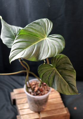 Philodendron Dean McDowell &quot;White&quot; - A