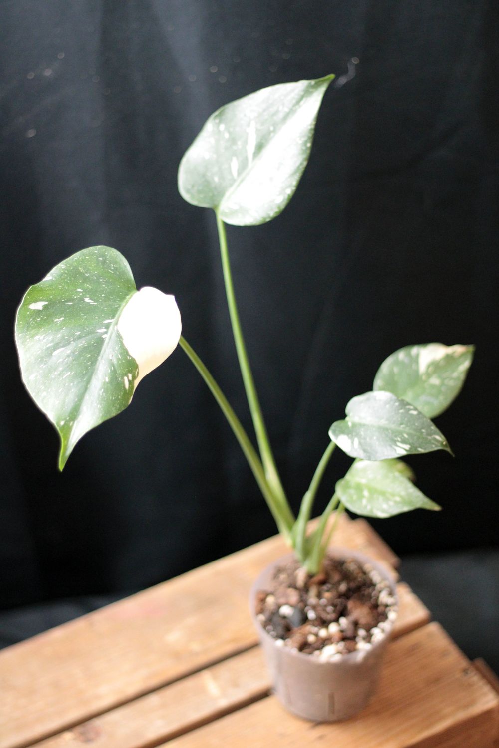 Monstera Thai Constellation