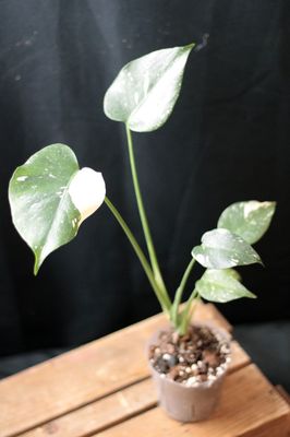 Monstera Thai Constellation