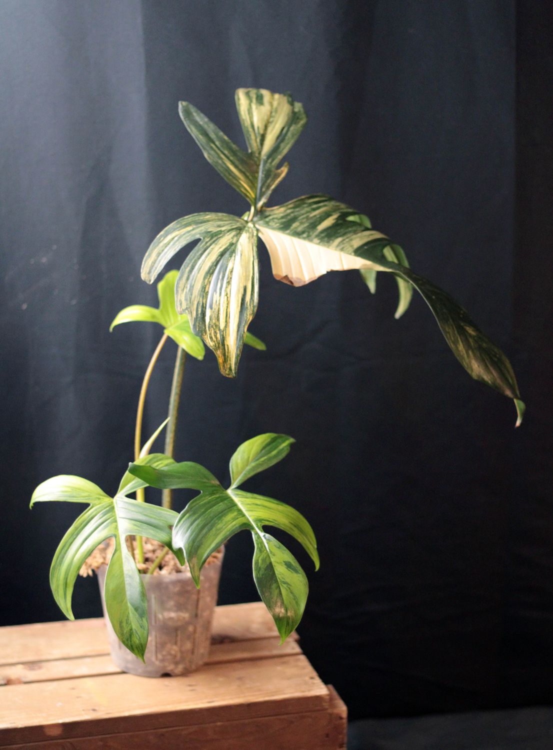 Philodendron Florida Beauty - A