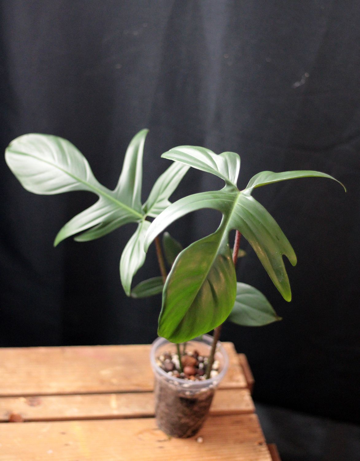 Philodendron Florida &quot;Green&quot;