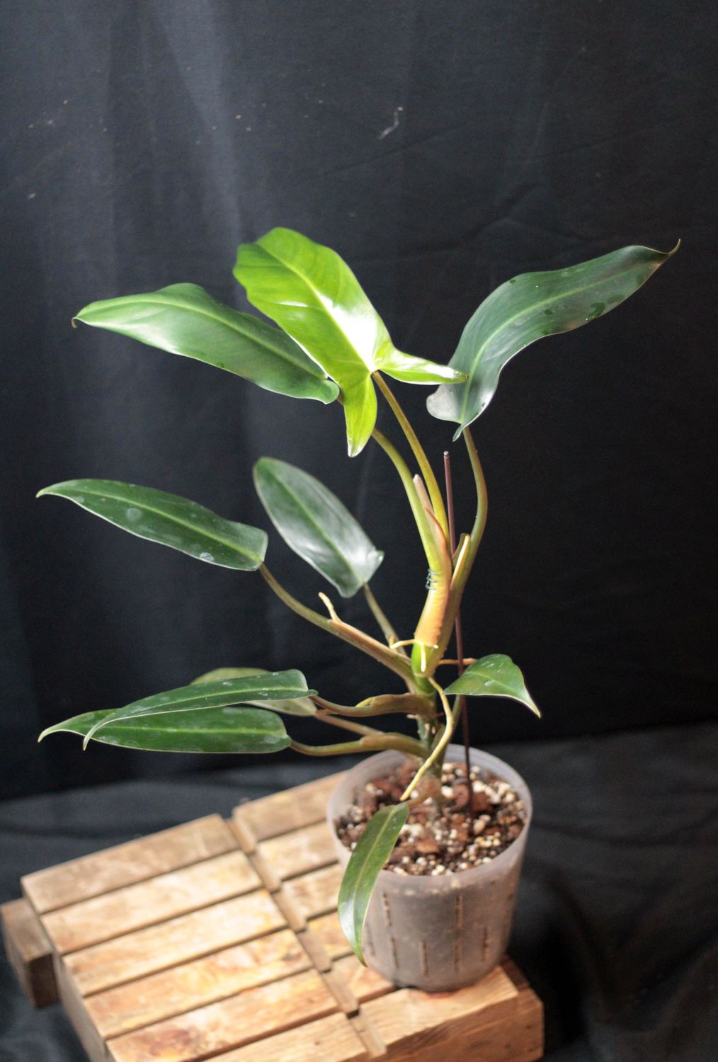 Philodendron Mexicanum - A