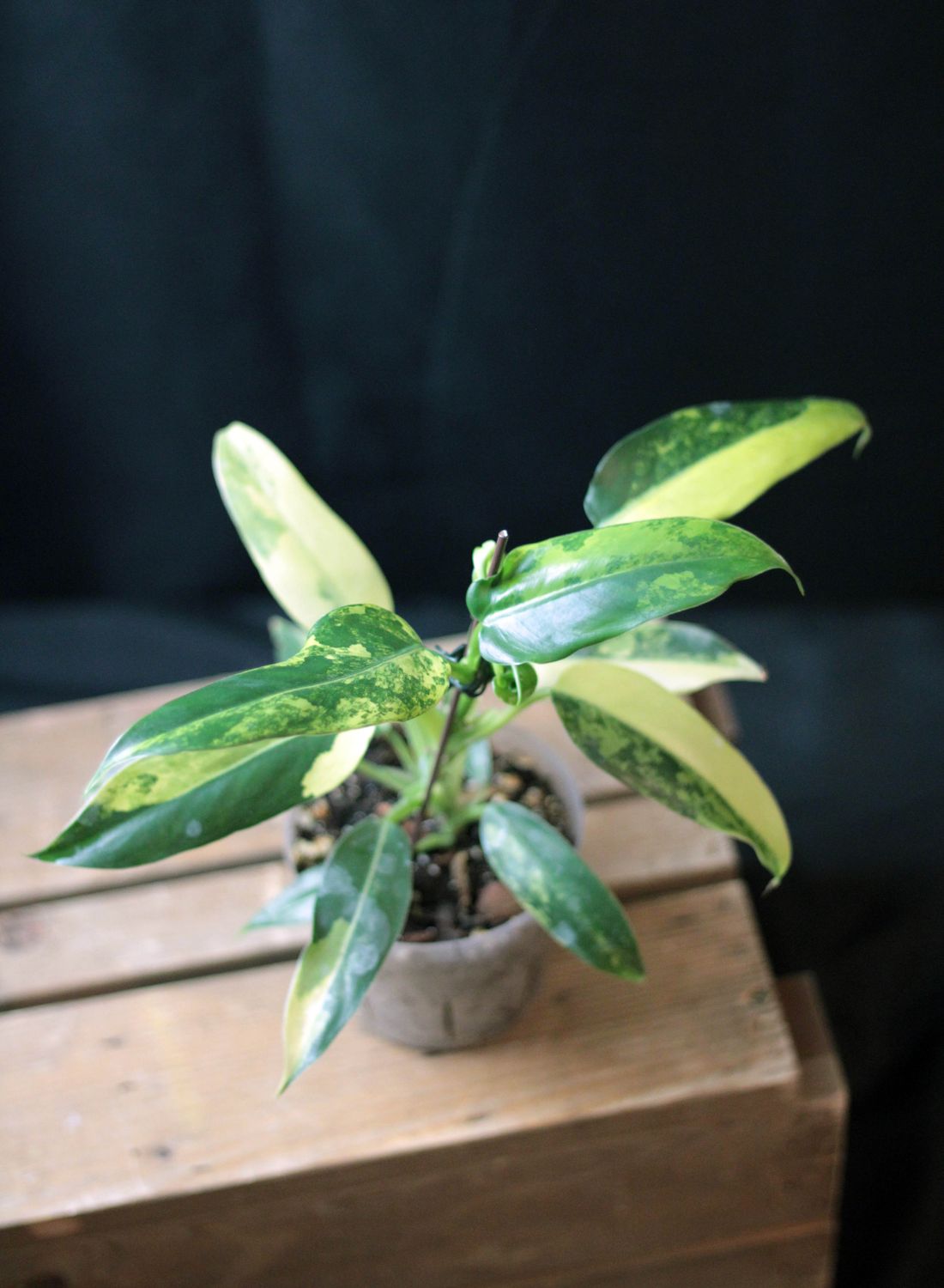 Philodendron Domesticum Variegata - A