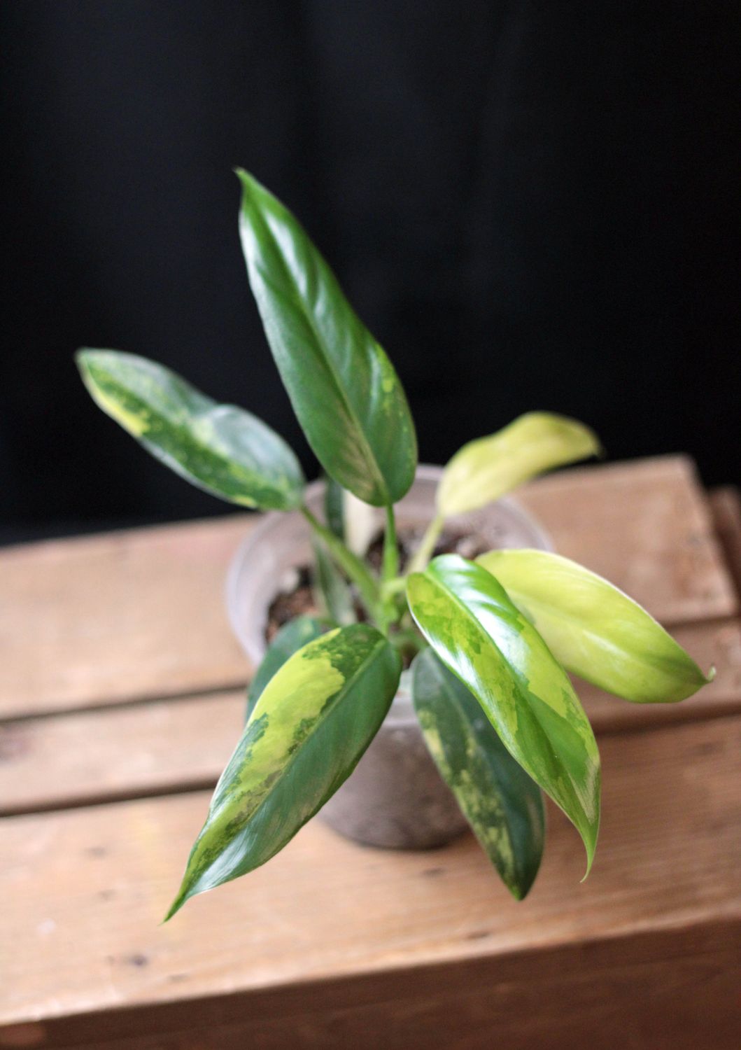Philodendron Domesticum Variegata - B