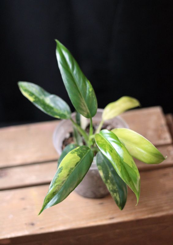 Philodendron Domesticum Variegata - B