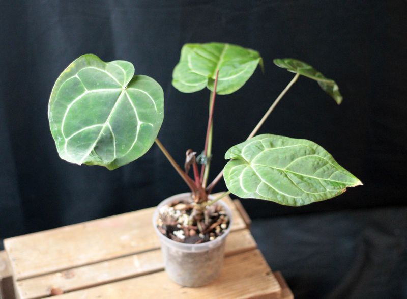 Anthurium Crystallinum &quot;Dark&quot; Hybrid - B
