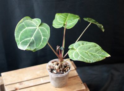 Anthurium Crystallinum &quot;Dark&quot; Hybrid - B