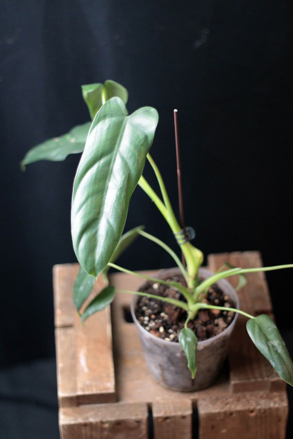 Philodendron sp. Esmeraldas - A