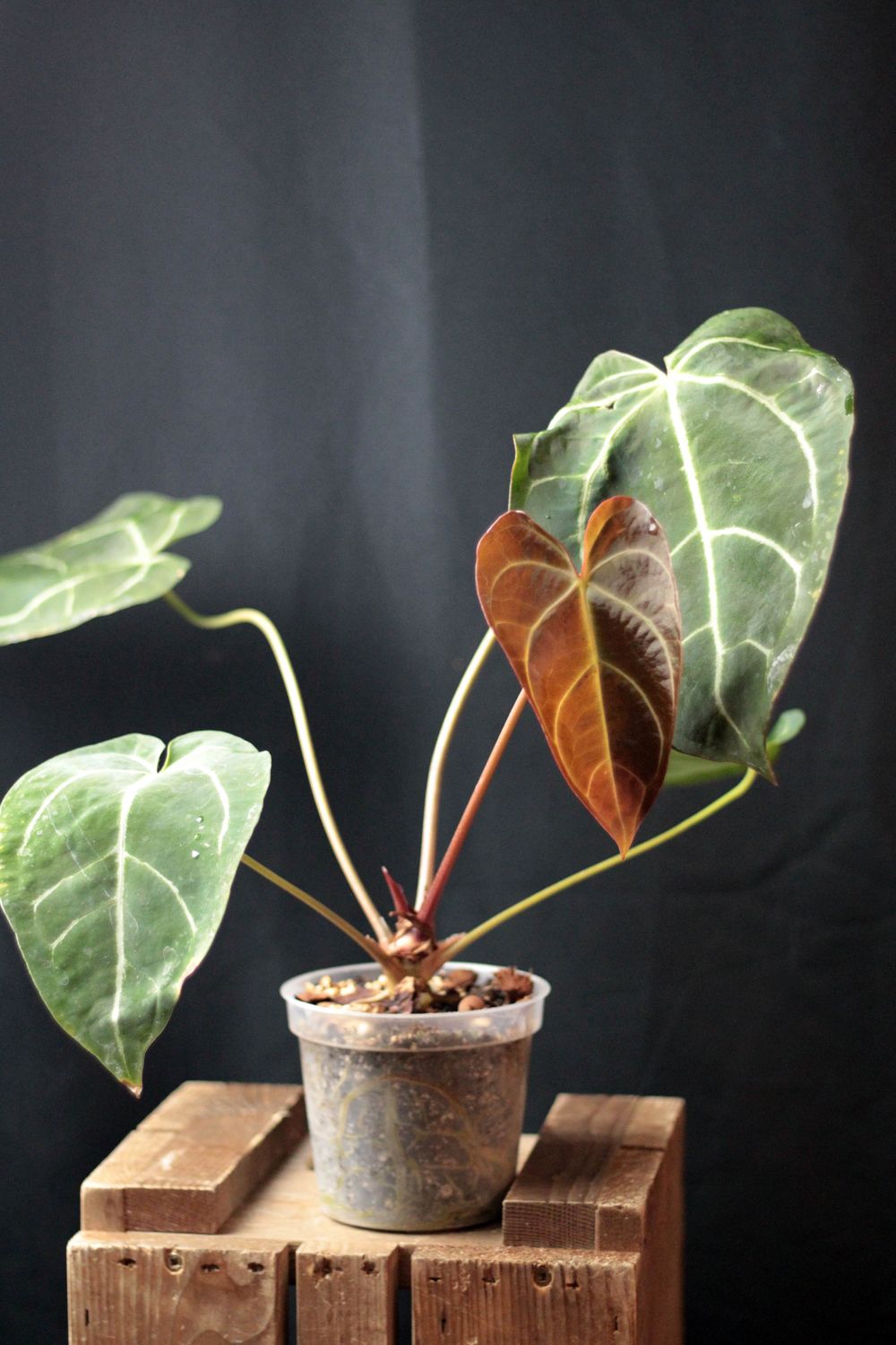 Anthurium Crystallinum &quot;Dark&quot; Hybrid - A