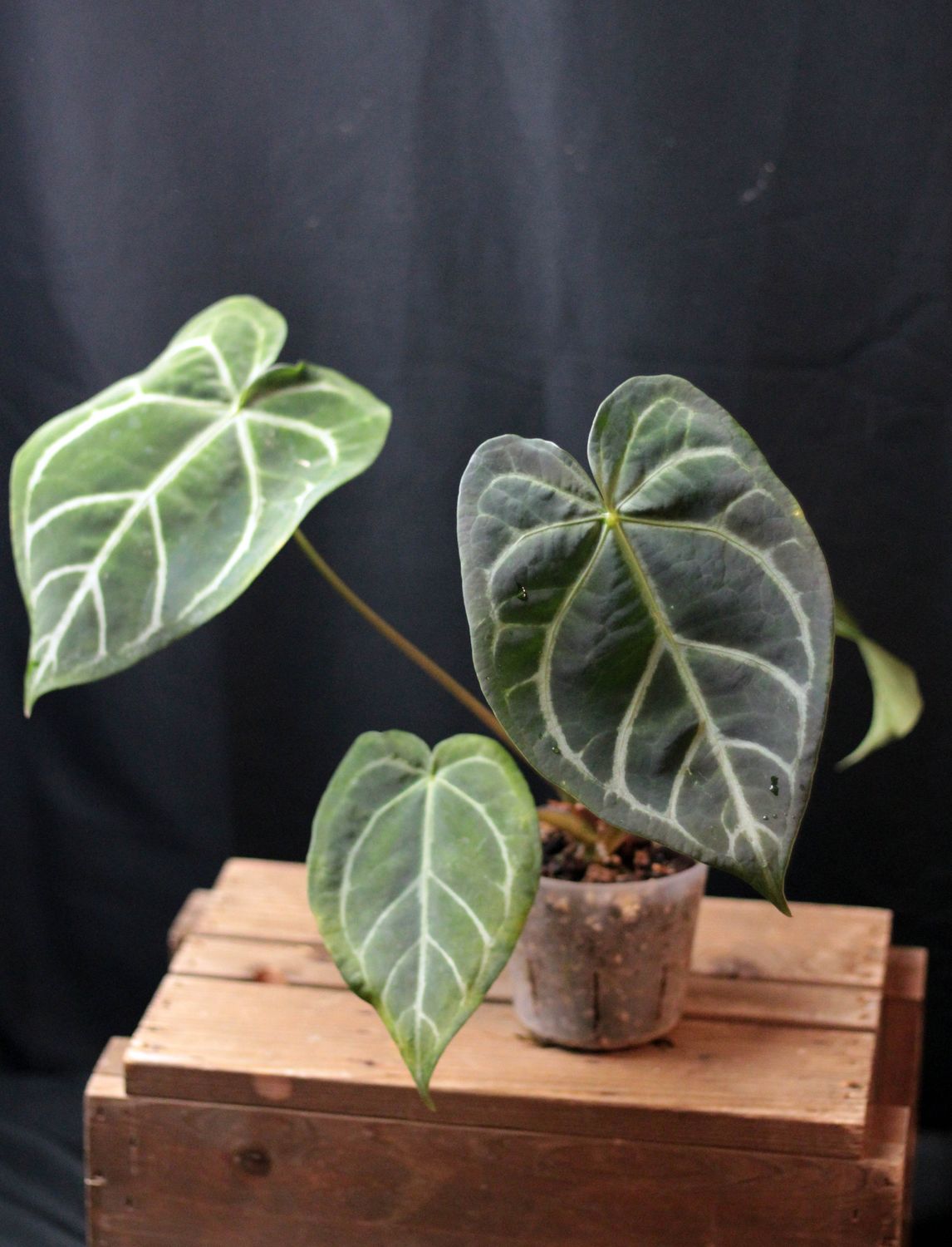 Anthurium &quot;Silver Streak&quot; Hybrid - C