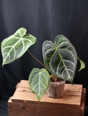 Anthurium &quot;Silver Streak&quot; Hybrid - C