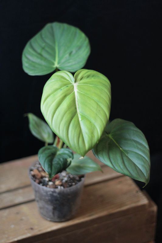 Philodendron Dean McDowell - A