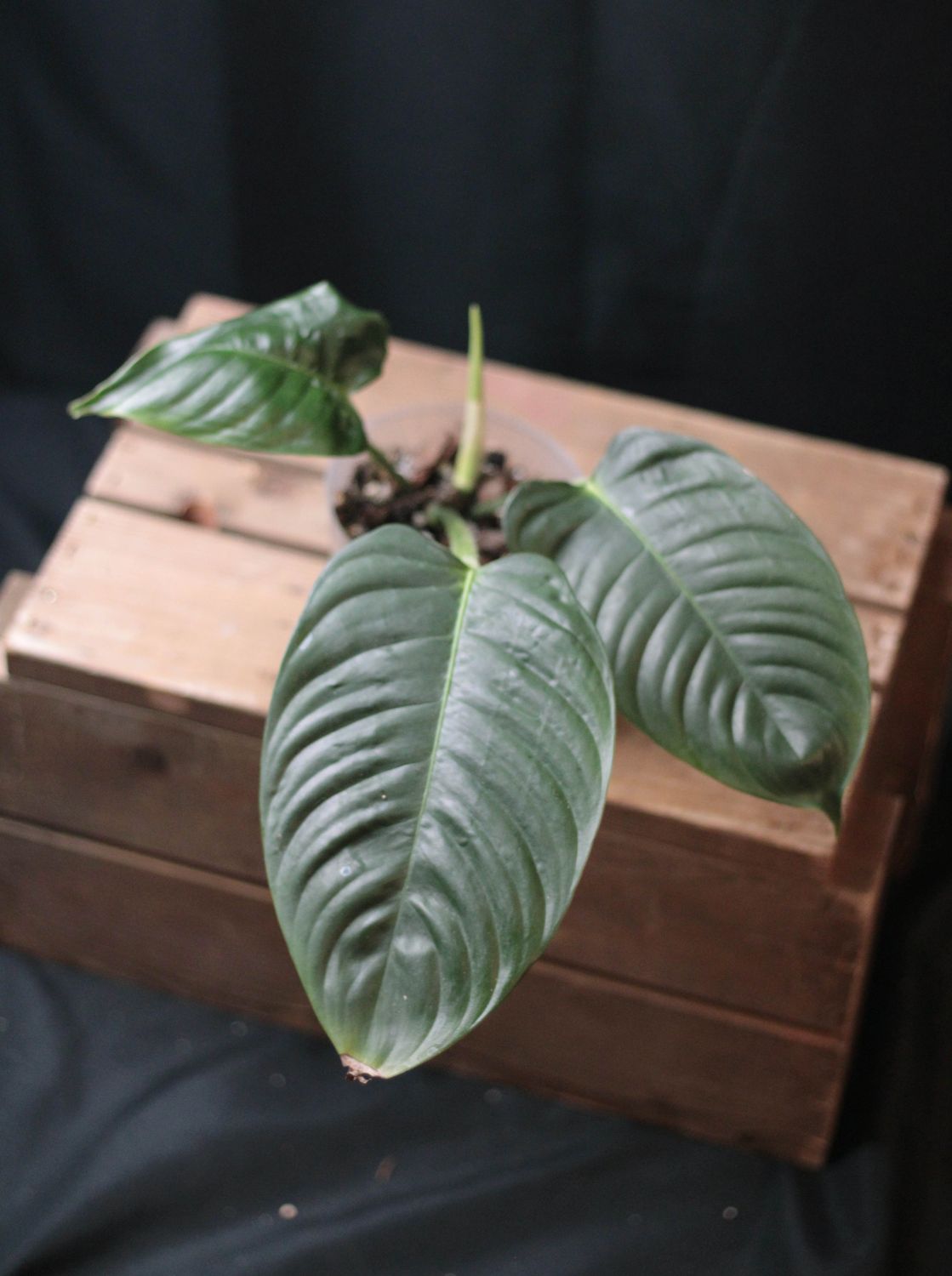 Philodendron Genevievianum - A