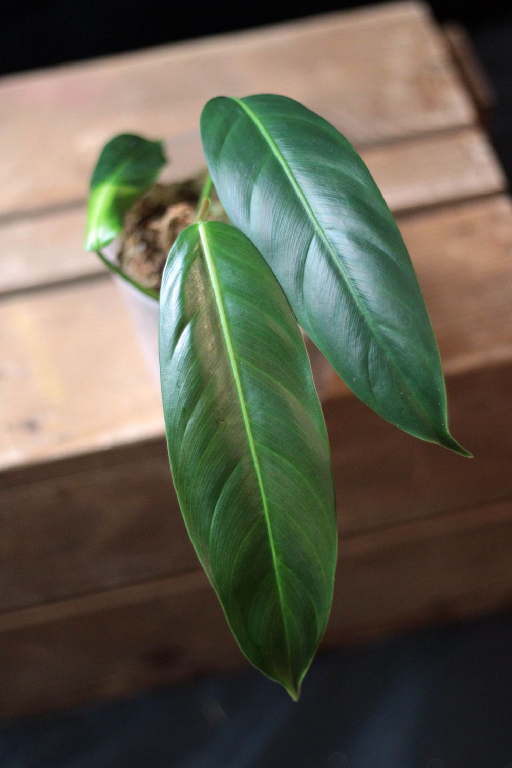 Philodendron Patriciae - A
