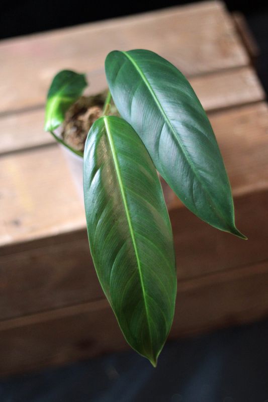 Philodendron Patriciae - A