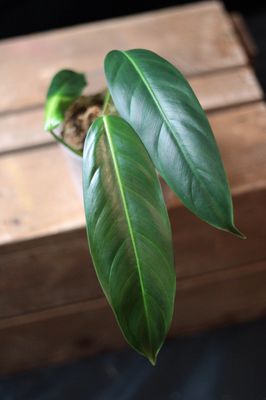 Philodendron Patriciae - A
