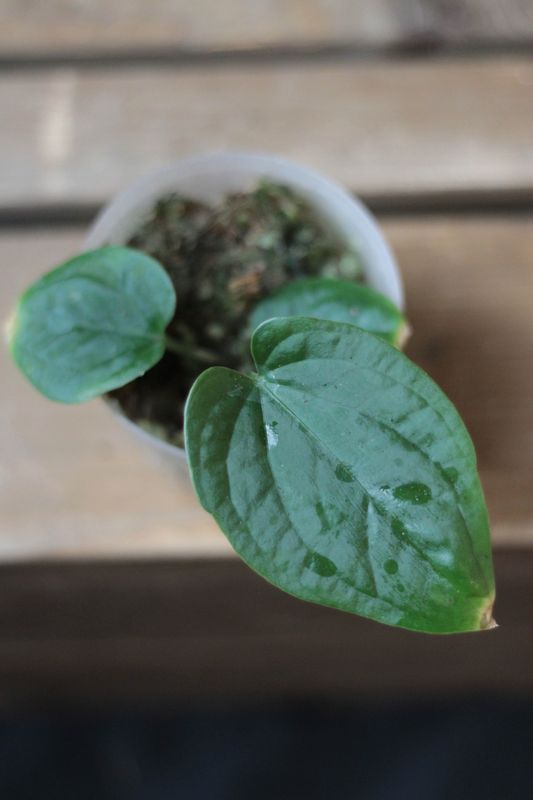 Anthurium Kunayalense - A