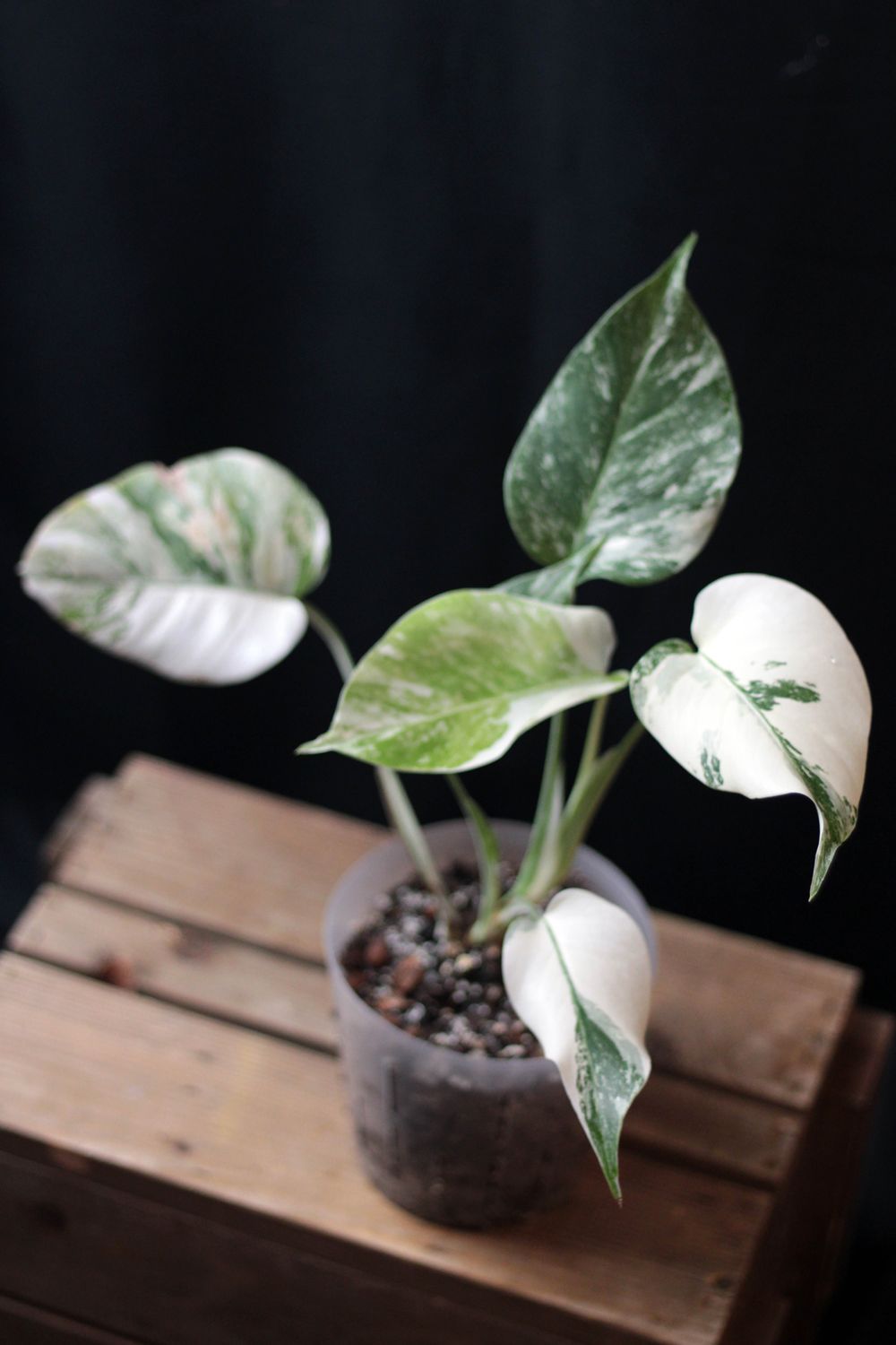 Monstera Albo - A