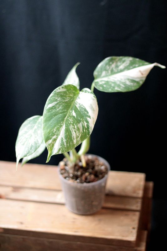Monstera Albo - B